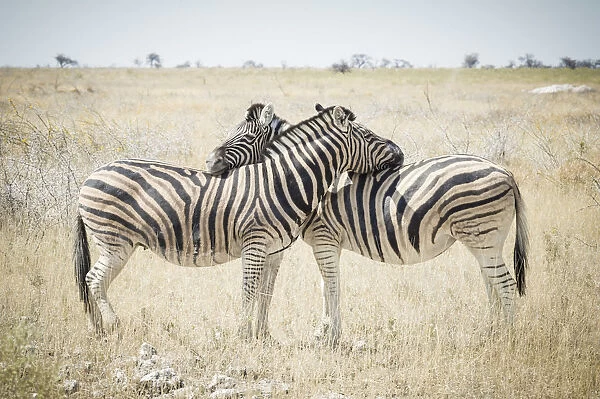 Etosha National Park, Namibia, Africa. Zebras