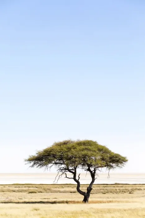 Framed Print : Etosha Pan, Namibia, Africa. Lonely tree Framed Print : Etosha Pan, Namibia, Africa. Lonely tree