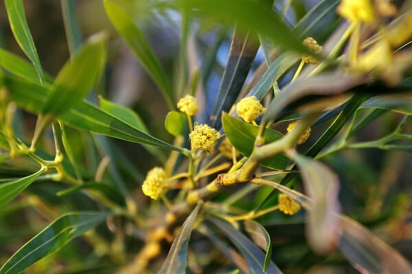 Eucalyptus, Algarve, Portugal