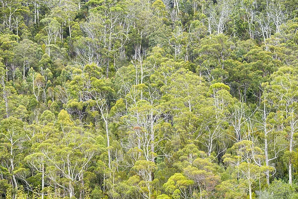 Eucalyptus Forest, Hamilton Island, Whitsunday Islands, Australia