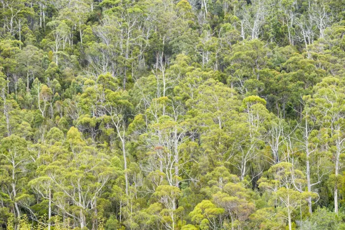 Framed Print : Eucalyptus Forest, Hamilton Island, Whitsunday Islands, Australia Framed Print : Eucalyptus Forest, Hamilton Island, Whitsunday Islands, Australia