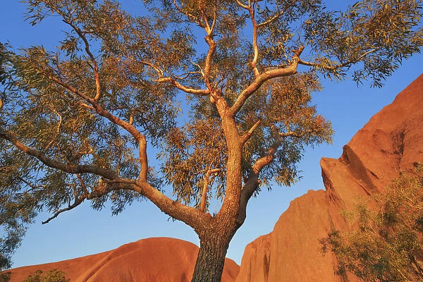 Eucalyptus tree at Ayers Rock Northern