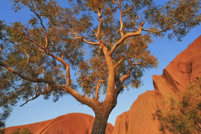 Framed Print : Eucalyptus tree at Ayers Rock - Australia, Northern Territory Framed Print : Eucalyptus tree at Ayers Rock - Australia, Northern Territory