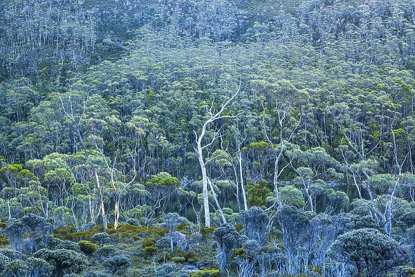 Eucalyptus Trees, Mt. Field National Park, Tasmania