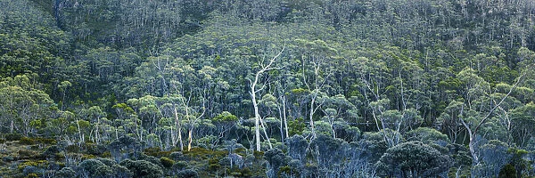 Eucalyptus Trees, Mt. Field National Park, Tasmania