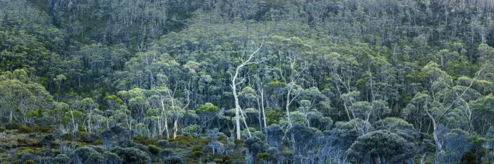 Framed Print : Eucalyptus Trees, Mt. Field National Park, Tasmania Framed Print : Eucalyptus Trees, Mt. Field National Park, Tasmania