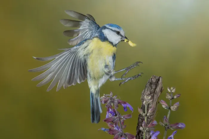 Framed Print : Eurasian blue tit in flight, Trentino Alto-Adige, Italy