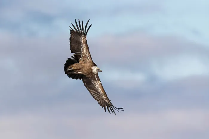 Framed Print : Eurasian Griffon Vulture (Gyps fulvus) in flight, Rhodope Mountains, Bulgaria Framed Print : Eurasian Griffon Vulture (Gyps fulvus) in flight, Rhodope Mountains, Bulgaria