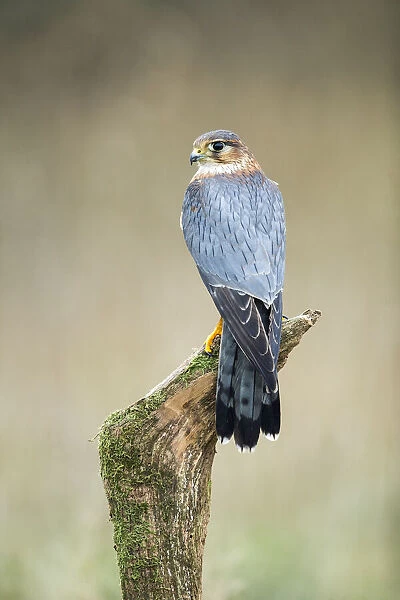 Eurasian Hobby (Falco subbuteo), Hampshire, England