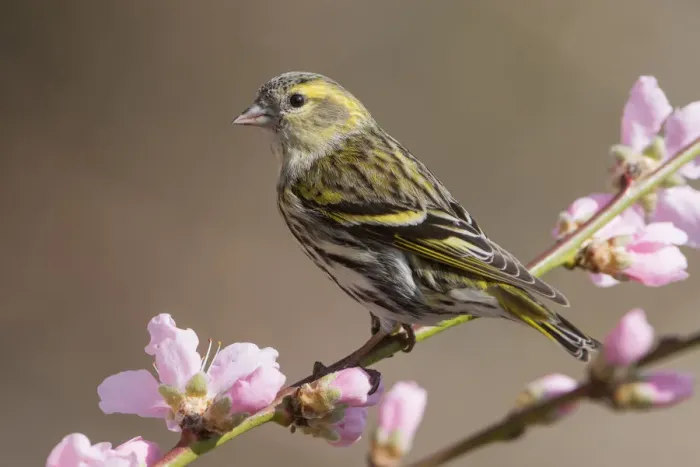 Framed Print : Eurasian siskin female on the peach flowers, Trentino Alto-Adige, Italy Framed Print : Eurasian siskin female on the peach flowers, Trentino Alto-Adige, Italy