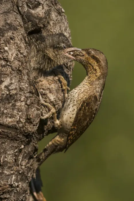 Framed Print : Eurasian Wryneck feeds its young, Trentino Alto-Adige, Italy Framed Print : Eurasian Wryneck feeds its young, Trentino Alto-Adige, Italy