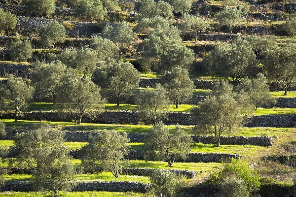 Europe, Balkans, Croatia, Korcula, olive trees planted on ancient terraces near Vela Luka