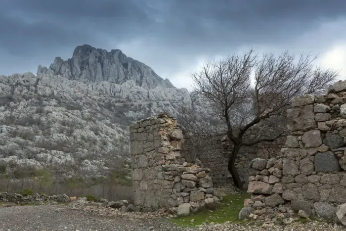 Framed Print : Europe, Croatia, Dalmatia, Paklenica national park, a lone tree growing in a ruined Framed Print : Europe, Croatia, Dalmatia, Paklenica national park, a lone tree growing in a ruined