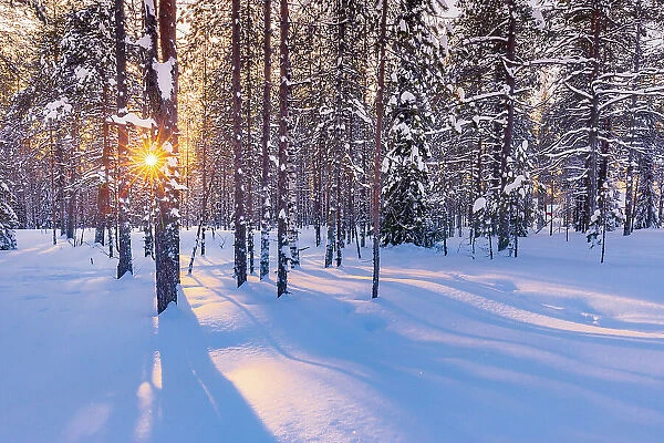 Europe, Finland, forest of trees covered with snow in Rovaniemi at sunset