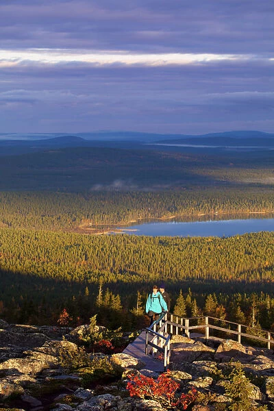 Europe, Finland, Lapland, Salla, hikers walking to the top of Ruuhitunturi Fell with
