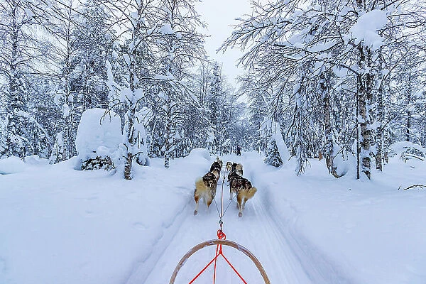 Europe, Finland, sled dog activity through the forest at Ruka