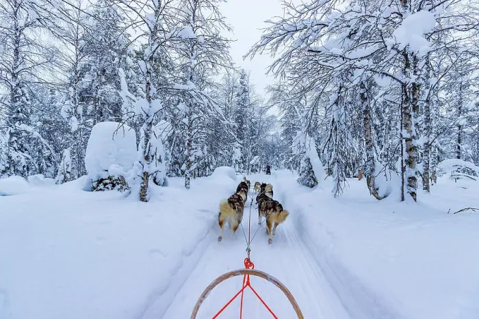Framed Print : Europe, Finland, sled dog activity through the forest at Ruka Framed Print : Europe, Finland, sled dog activity through the forest at Ruka