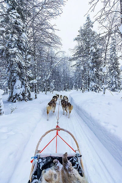 Europe, Finland, sled dog activity through the forest at Ruka