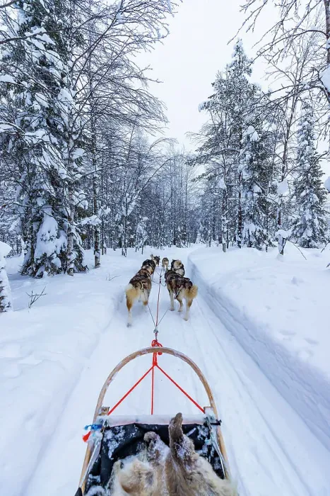 Framed Print : Europe, Finland, sled dog activity through the forest at Ruka Framed Print : Europe, Finland, sled dog activity through the forest at Ruka