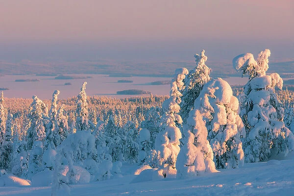Europe, Finland, snow covered trees on the top of the hill at Riisitunturi national Park in finnish Lapland at sunset