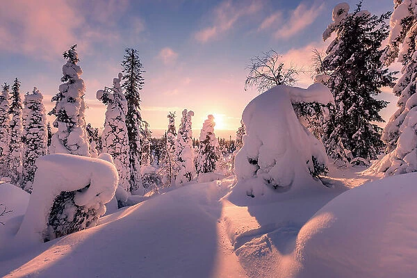 Europe, Finland, snow covered trees on the top of the hill at Riisitunturi national Park in finnish Lapland at sunset