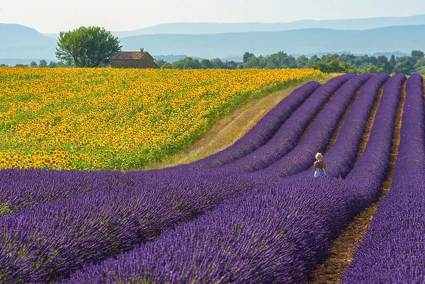 Europe; France; Provence-Alpes-Ca'te d Azur; Provence; Valensole; Lavender