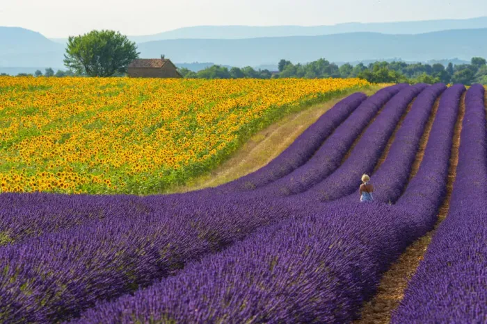 Framed Print : Europe; France; Provence-Alpes-Ca'te d Azur; Provence; Valensole; Lavender Framed Print : Europe; France; Provence-Alpes-Ca'te d Azur; Provence; Valensole; Lavender