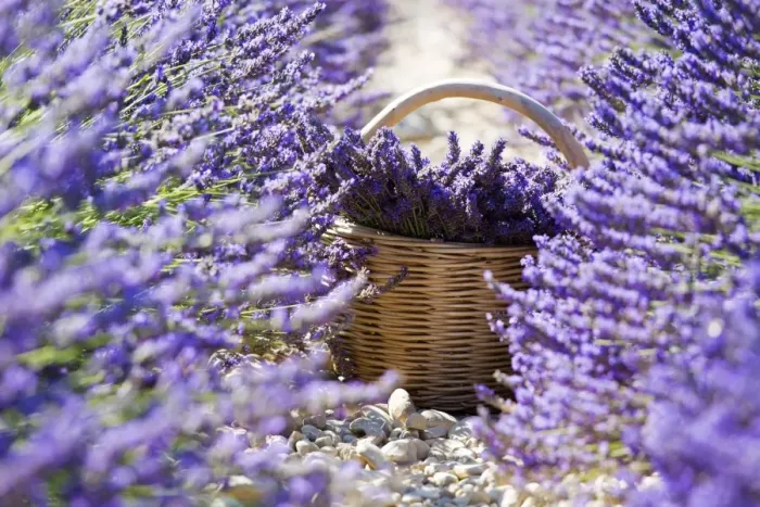 Framed Print : Europe, France, Provence Alpes Cote d Azur, Plateau de Valensole, Lavender Rows Framed Print : Europe, France, Provence Alpes Cote d Azur, Plateau de Valensole, Lavender Rows