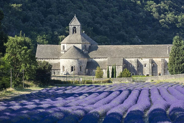 Europe, France, Provence-Alpes-Cote d Azur, Abbaye de Senanque with lavender field