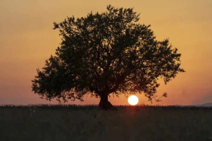 Framed Print : Europe, France, Provence-Alpes-Cote d Azur, sun sets behind a tree on the plateau de Framed Print : Europe, France, Provence-Alpes-Cote d Azur, sun sets behind a tree on the plateau de