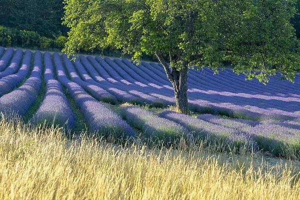 Europe, France, Provence-Alpes-Cote d Azur, tree surrounded by lavender