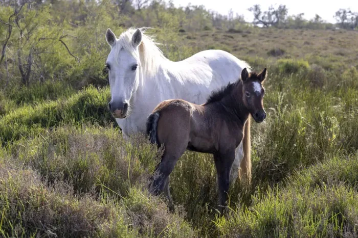 Framed Print : Europe, France, Provence-Alpes-Cote d Azur, Bouches-du-Rhone, Camargue, Saintes-Maries-de-la-Mer, Mare and her foal Framed Print : Europe, France, Provence-Alpes-Cote d Azur, Bouches-du-Rhone, Camargue, Saintes-Maries-de-la-Mer, Mare and her foal