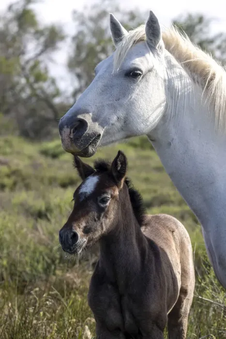 Framed Print : Europe, France, Provence-Alpes-Cote d Azur, Bouches-du-Rhone, Camargue, Saintes-Maries-de-la-Mer, Mare and her foal Framed Print : Europe, France, Provence-Alpes-Cote d Azur, Bouches-du-Rhone, Camargue, Saintes-Maries-de-la-Mer, Mare and her foal