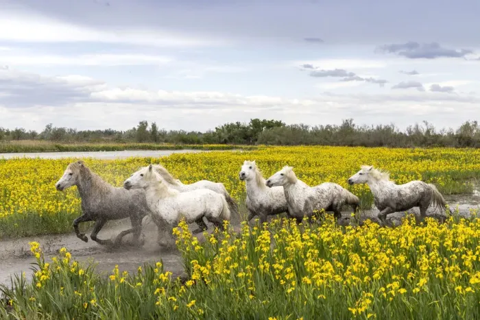 Framed Print : Europe, France, Provence-Alpes-Cote d Azur, Bouches-du-Rhone, Camargue, Saintes-Maries-de-la-Mer, white horses run through a field of yellow iris in the Camargue Framed Print : Europe, France, Provence-Alpes-Cote d Azur, Bouches-du-Rhone, Camargue, Saintes-Maries-de-la-Mer, white horses run through a field of yellow iris in the Camargue