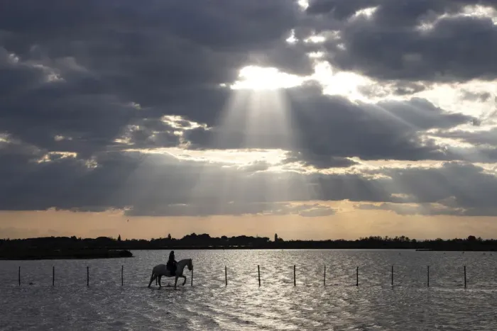 Framed Print : Europe, France, Provence-Alpes-Cote d Azur, Bouches-du-Rhone, Camargue, Saintes-Maries-de-la-Mer, a guardian rides a Camargue white horse run through the marshes of the Camargue at sunset Framed Print : Europe, France, Provence-Alpes-Cote d Azur, Bouches-du-Rhone, Camargue, Saintes-Maries-de-la-Mer, a guardian rides a Camargue white horse run through the marshes of the Camargue at sunset
