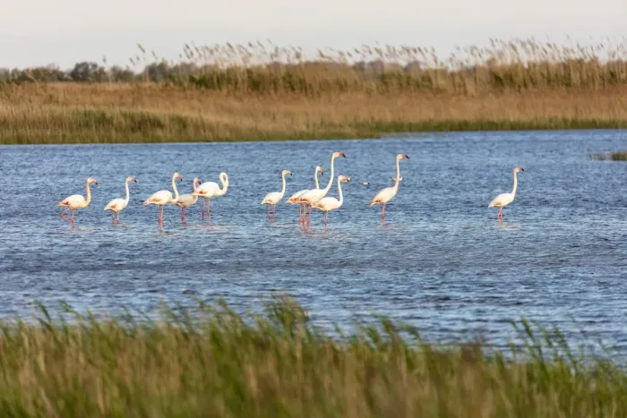 Framed Print : Europe, France, Provence-Alpes-Cote d Azur, Bouches-du-Rhone, Camargue, Saintes-Maries-de-la-Mer, pink flamingos in the marshes of the Camargue Framed Print : Europe, France, Provence-Alpes-Cote d Azur, Bouches-du-Rhone, Camargue, Saintes-Maries-de-la-Mer, pink flamingos in the marshes of the Camargue