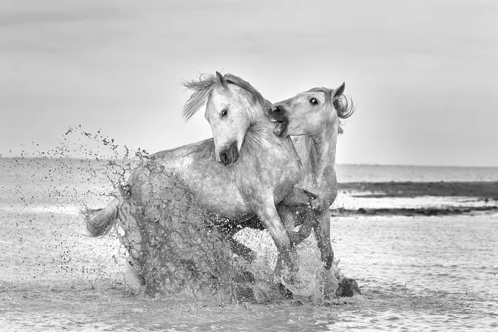 Framed Print : Europe, France, Provence-Alpes-Cote d'Azur, Bouches-du-Rhone, Camargue, Saintes-Maries-de-la-Mer, two stallions sparring in the marshes