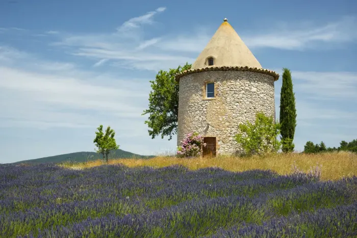 Framed Print : Europe, France, Provence, lavender field Framed Print : Europe, France, Provence, lavender field