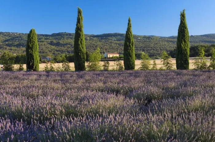 Framed Print : Europe, France, Provence, lavender field near Roussillion Framed Print : Europe, France, Provence, lavender field near Roussillion