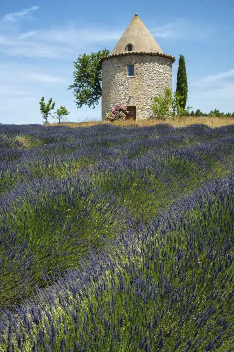 Framed Print : Europe, France, Provence, tower and lavender field Framed Print : Europe, France, Provence, tower and lavender field