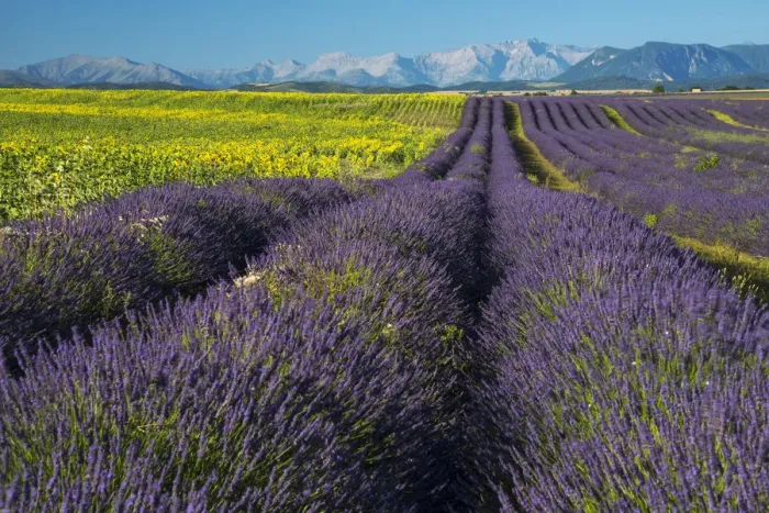 Framed Print : Europe, France, Provence, Valensole, fields Framed Print : Europe, France, Provence, Valensole, fields