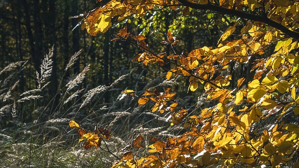 Europe, Germany, Saxon Switzerland. Close up of colorful leaves during autumn foliage