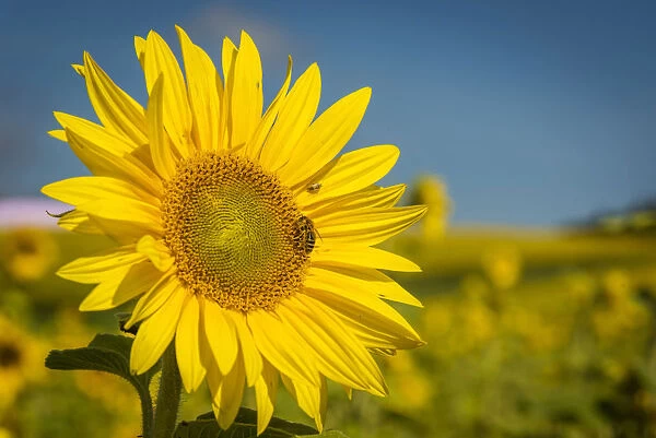 europe, Germany, Saxony. Sunflower