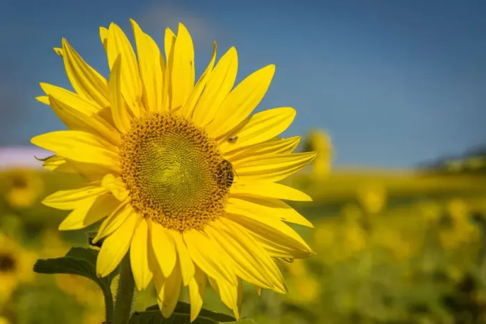 Framed Print : europe, Germany, Saxony. Sunflower Framed Print : europe, Germany, Saxony. Sunflower