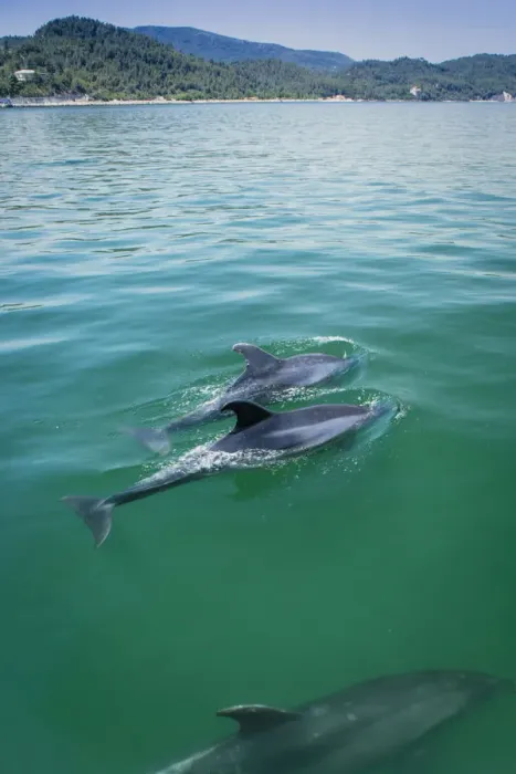 Framed Print : Europe, Iberia, Portugal, The Alentejo, Troia, bottlenose dolphins (Tursiops truncatus)