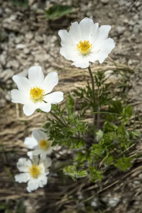 Framed Print : europe, Italy, the Abruzzi. An Alpine anemone in the National Park of the Gran Sasso Framed Print : europe, Italy, the Abruzzi. An Alpine anemone in the National Park of the Gran Sasso