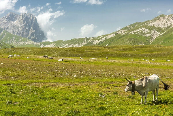 europe, Italy, the Abruzzi. A meadow with a cow herd in the National Park of Gran Sasso