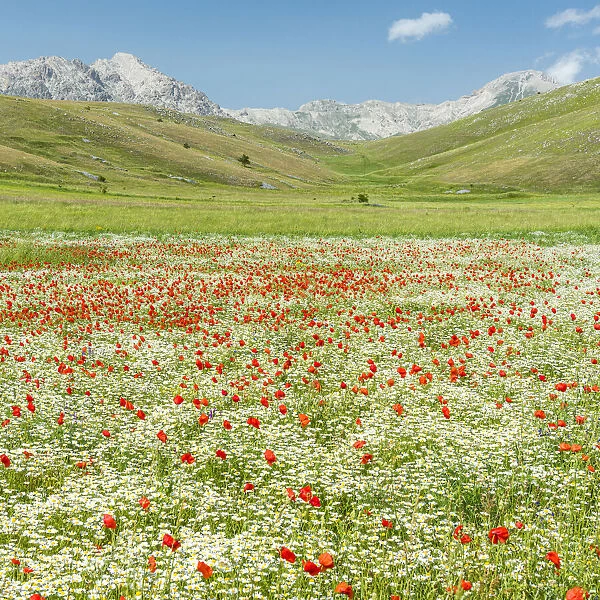 europe, Italy, the Abruzzi. A meadow with wildflowers in the National Park of Gran Sasso