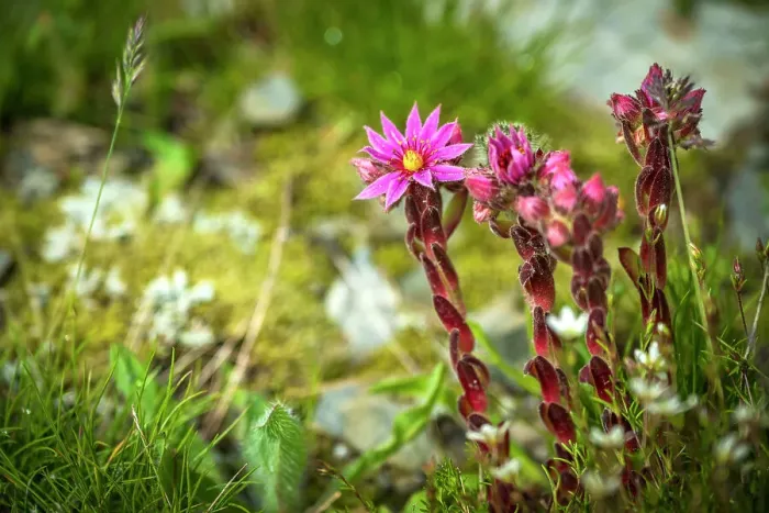 Framed Print : Europe, Italy, Aosta Valley. A flowering meadow high in the mountains with Sempervivum montanum Framed Print : Europe, Italy, Aosta Valley. A flowering meadow high in the mountains with Sempervivum montanum
