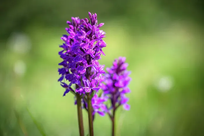Framed Print : europe, Italy, Aosta Valley. An orchid on a Mountain meadow Framed Print : europe, Italy, Aosta Valley. An orchid on a Mountain meadow